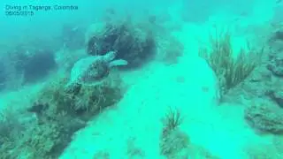 1 dive 2 turtles!