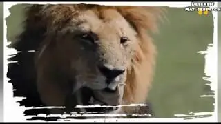 JOHORE SAFARI WORLD - TAMAN SAFARI PERTAMA DI MALAYSIA YANG HANYA TINGGAL SEJARAH