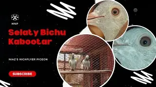 Selaty Bichu Kabootar