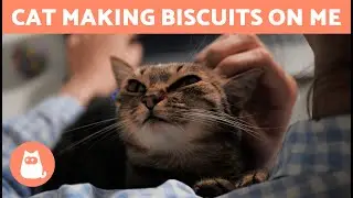 Why Is My CAT MAKING BISCUITS? 🐱❤️ | 6 Reasons for Cat Kneading 🐾