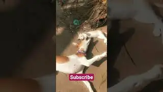 my rosy ,bairava #love #song #music #cat #doggielife #funny #trendingsongs #viralsongs