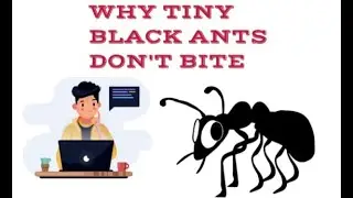 DOES TINY  BLACK ANT BITE ?
