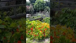 Plants as Pest Control | Nasturtiums as a Trap Crop #vegetablegarden #pestcontrol #youtubeshorts