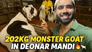 Deonar Mandi ka 202kg ka sher bakra 2025 😱❤️ Guess the price? 🧐 Shezaan Shaikh