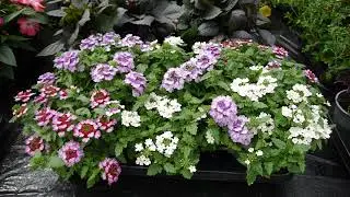 Pentland Plants Looking Good Video 2nd June 2022