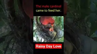 Northern Cardinal song In the Rain #cardinal #nest #birdsong #nature #wildlife #birdsounds