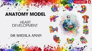 CVS Embryo | Model description | Part 1 | Dr Shehla Aman
