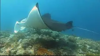 Dive Buddy