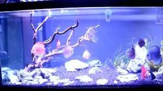 How to Keep Discus 101 - Part 6 - Where to buy Discus
