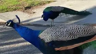 One Missing Peachick Back in Action