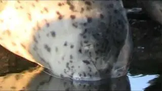 Sleepy Baby Seal falls asleep in water.