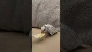 Rio having Breakfast | Holland Budgie