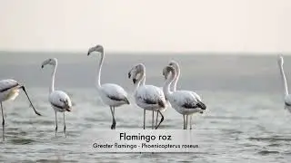 Flamingo roz - Greater flamingo - Phoenicopterus roseus