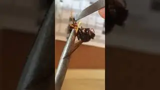 Pulling the stinger out of a hornet(vespa velutina)