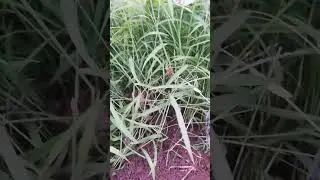 Unveil able  grass in my garden#without care,those Gross highly...