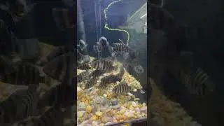 Zebra Tilapia.  Very Aggressive. #fish #lifeisbutadream #aquarium #fishing #aquariumfish #haveitoldy