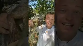 Iguana Tacos!