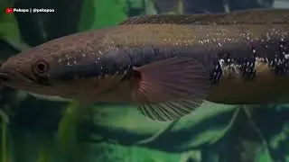 Berbagai Macam Jenis Ikan Gabus (Channa) - Part 1