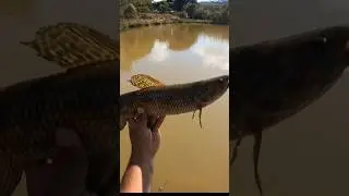 Pescaria de Tra&iacute;ra na isca artificial Prince. #fishing #pesca  #hoplias #tra&iacute;ras #trairasema&ccedil;&atilde;o
