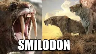 FABULOSOS felinos 🐆🐅 SMILODON #Tigres dientes de sable