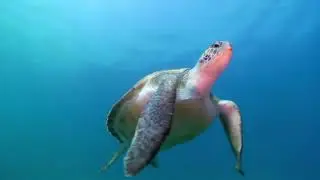 Ecolog&iacute;a Marina