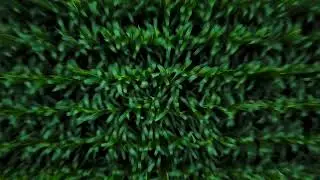 aerial view of a green corn field 2022 08 04 21 51 45 utc 1