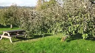 100 year old apple trees in Elgin Heritage Park