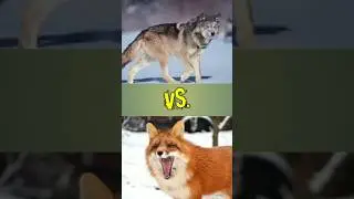 Wolf vs. Fox: Who Will Prevail? 🐺🔥