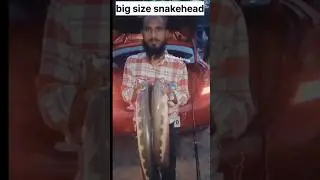 🔥two big size murrel fish catching 🔥#shortsfeed #shortsviral