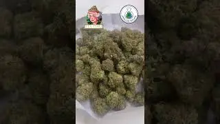 Tea Time Strain Breakdown &ndash; White Labs Indoor Hybrid