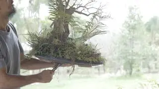 Donna, Emma e Megan em um Bosque de Acerolas Malpighia emarginata vídeo 7