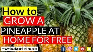 Pineapple Growing Tutorial: How to grow a pineapple at home for free