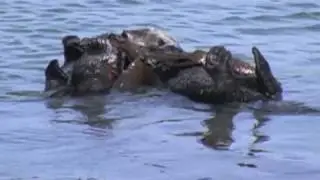 Sea Otters Morro Bay