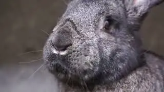 #rabbitsofig #instabunny #bunnygram #bunnystagram #lapin #cutebunny #hollandlop #rabbitlover