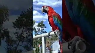 Blue red parrot #shorts#shortvideo#vairalshort#trendingshorts