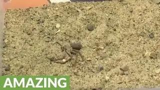Sand spider displays amazing camouflage technique
