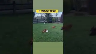 Nadie se la quita #Messi #Dog #football #soccer