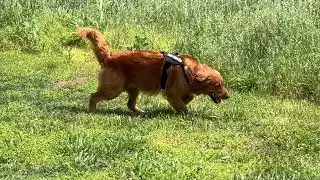 K9 Water Leak Detection