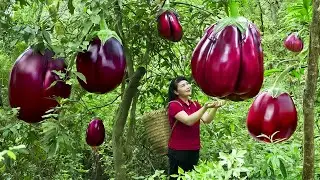How To Harvest Eggplant, Sell It At The Market And Cook Dishes At Home | Tieu Vy Free Bushcraft