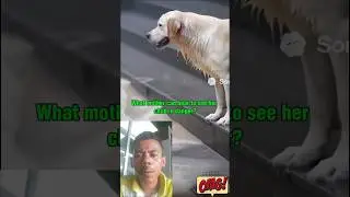 A Mother's Love Never Dies: Mother Dog Saves Her Puppy from a Strong Current