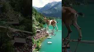🐐 The Brave Goat Who Walked a Tightrope High Above the Valley! | Unbelievable Story. #shorts #short