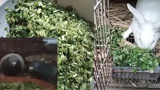Don't Throw Away Veggie Waste | Nutritious Feed to your Pets/Animals | Stop Wasting Vegetable Scraps