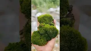 moss collected from forest 🌳🌳😍🔥