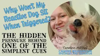Why Won’t My Reactive Dog Sit When Triggered? The hidden pressure behind one of the simplest cues