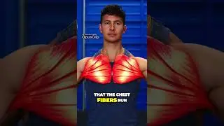 Maximize Chest Activation with the Perfect Arm Path!