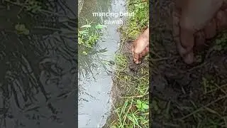 sensasi mancing belut sawah emang tiada duanya,#kidnepsumawe