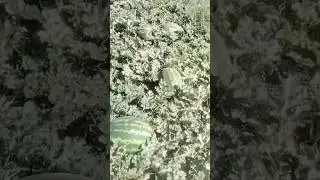Арбуз Невада F1 / Nevada F1 от компании Agrocrops.kz, урожай 2025, РФ