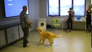 Hulphond Nederland; demonstratie Jeroen Oomen de Hondencoach.