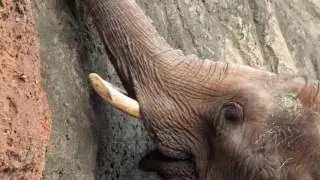2016, elephant slideshow, HD Photo slide