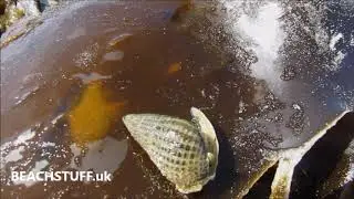 Netted dog whelk